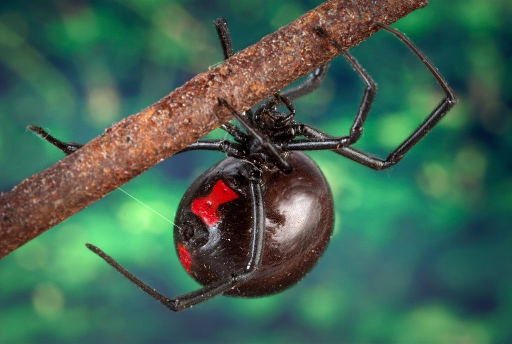 Close up on a black widow spider on a branch