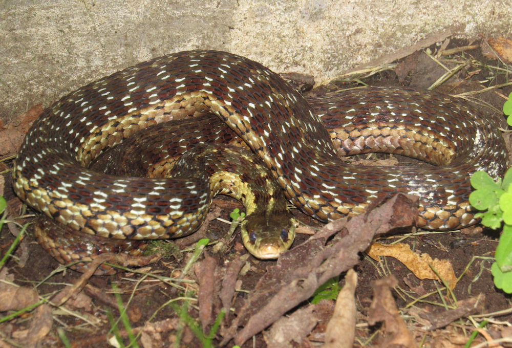 Garter Snake