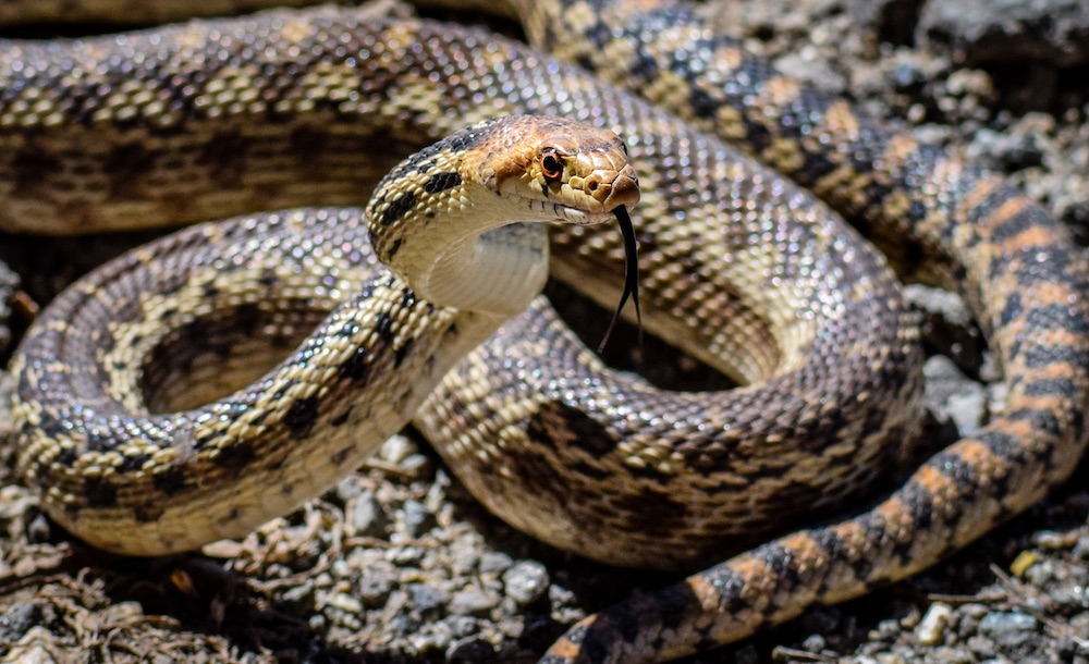 Gopher Snake