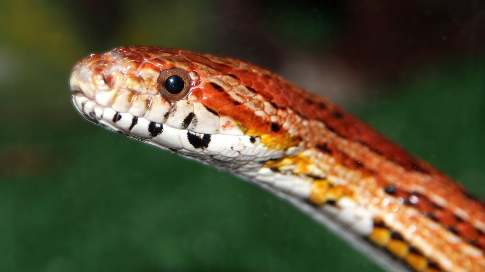 Red rat snake