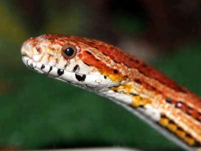 Red rat snake