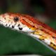 Red rat snake