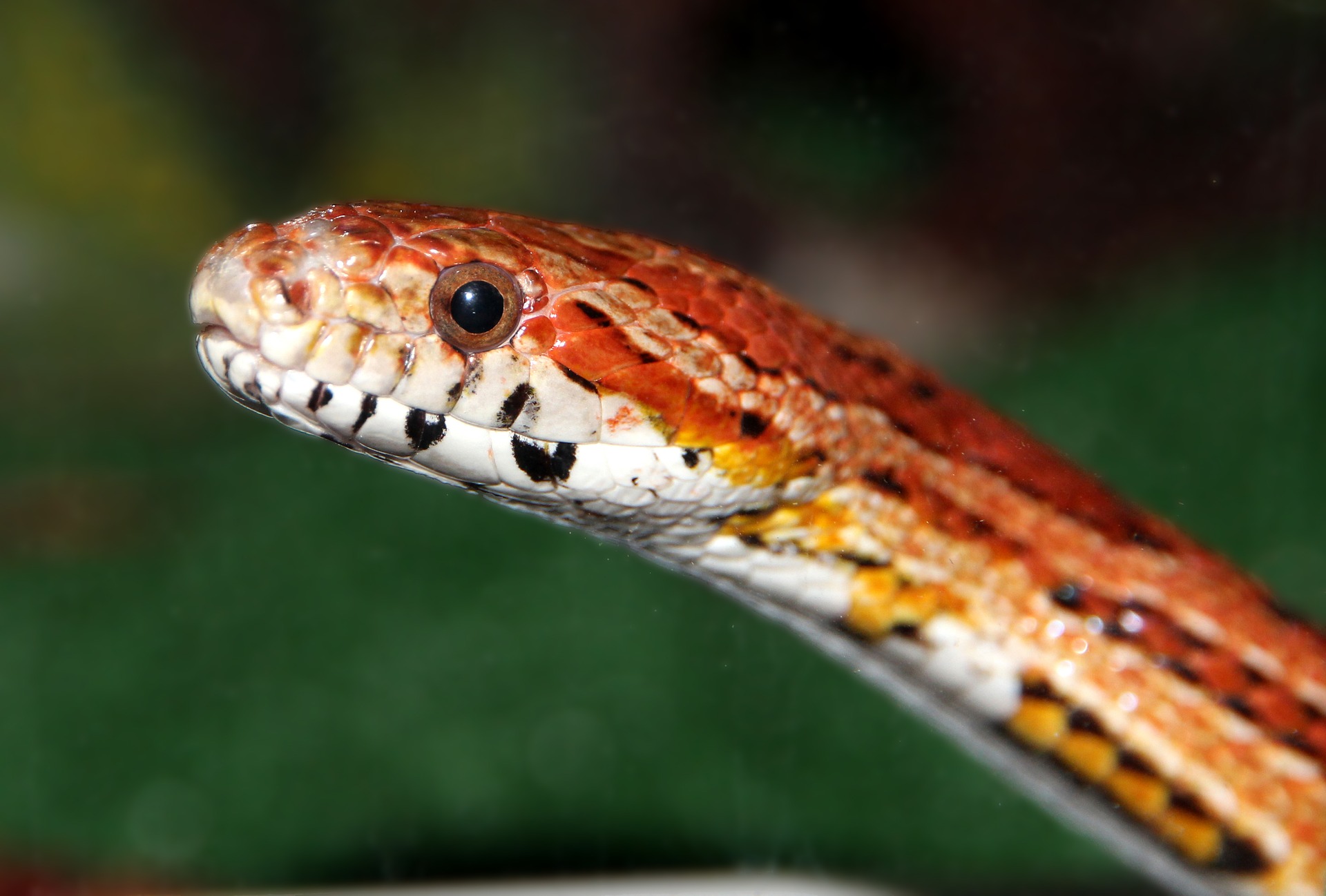 Red rat snake