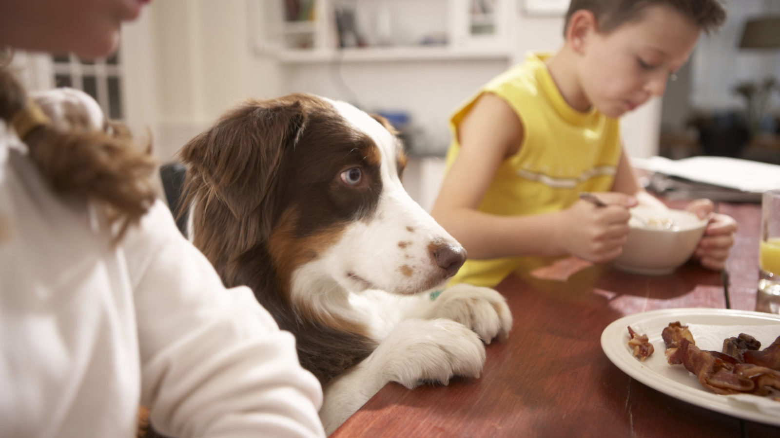 Dog at kitchen table with family