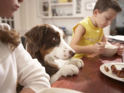 Dog at kitchen table with family