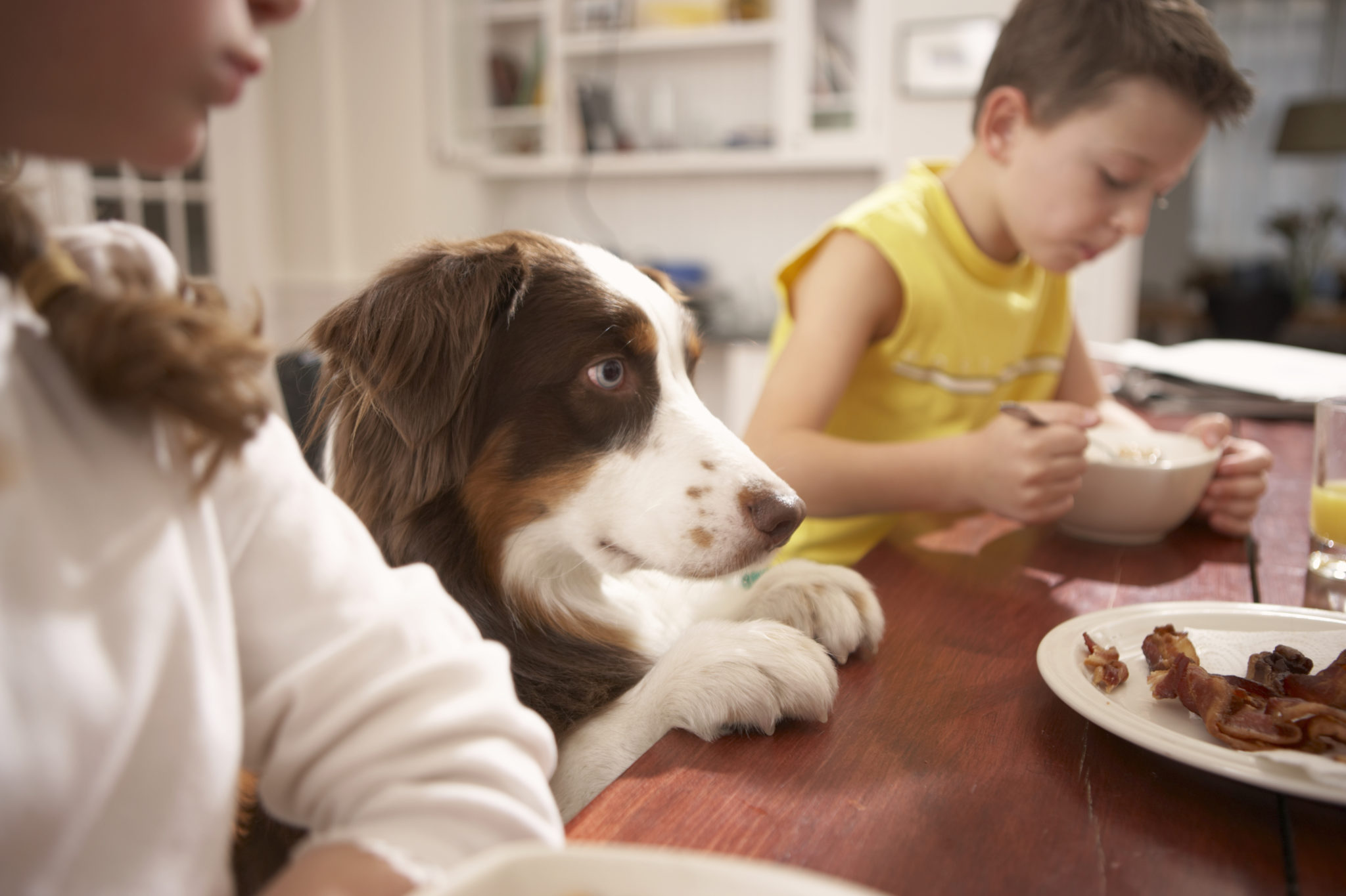 Dog at kitchen table with family