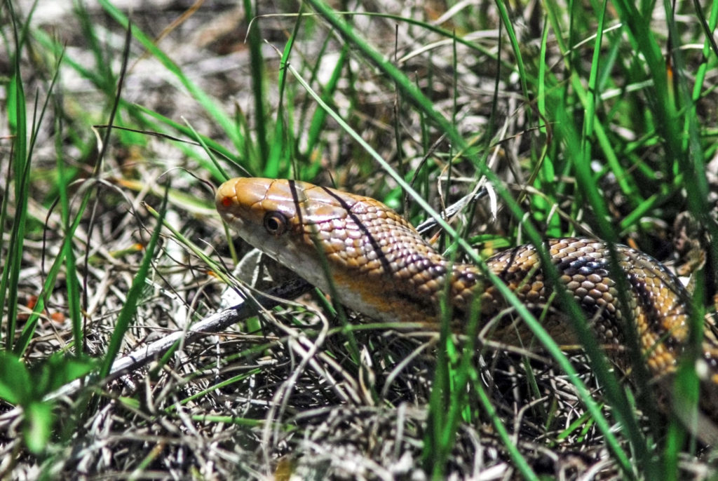 A yellow rat snake slithers through the grass.