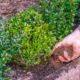 Man planting hedges