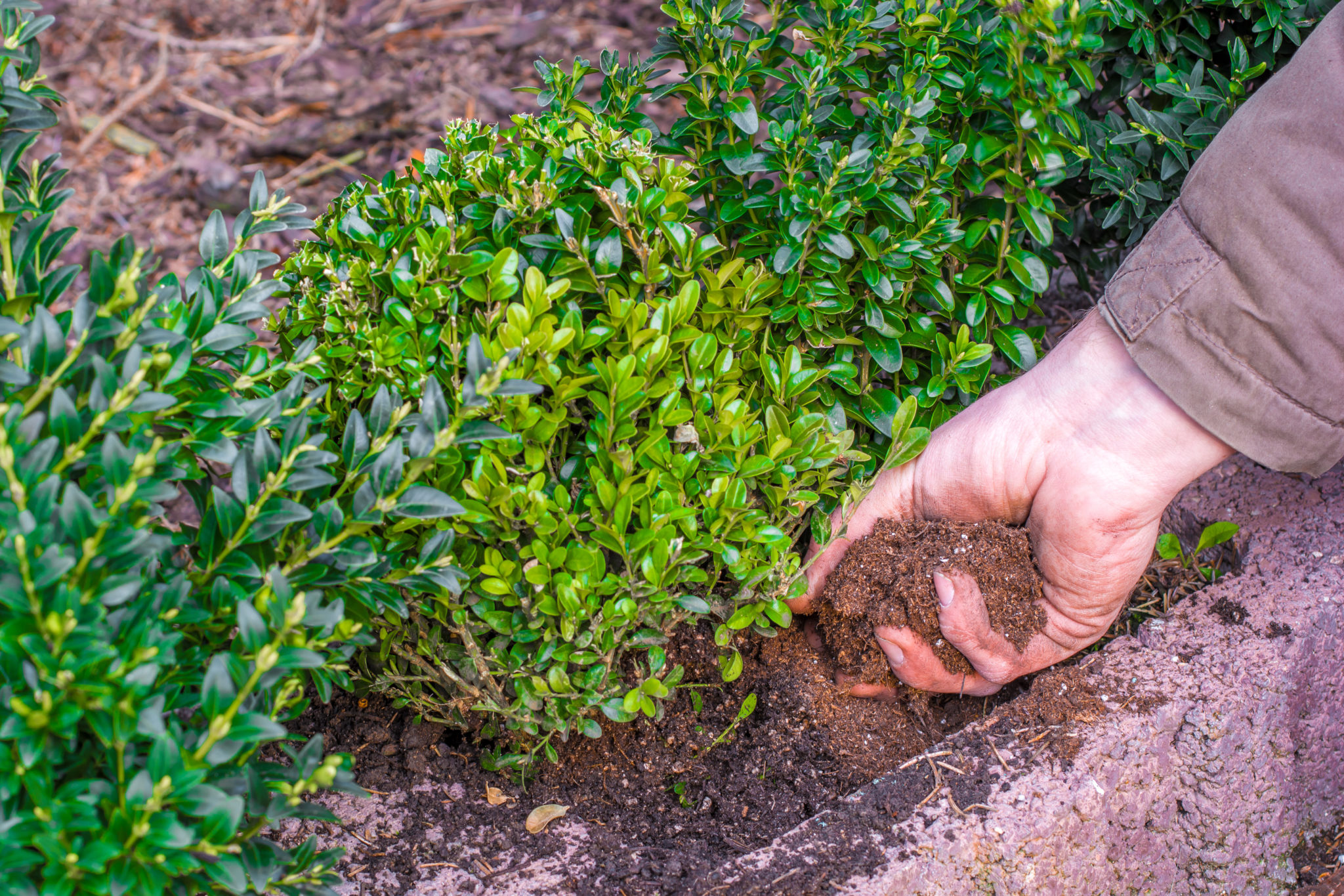 Man planting hedges