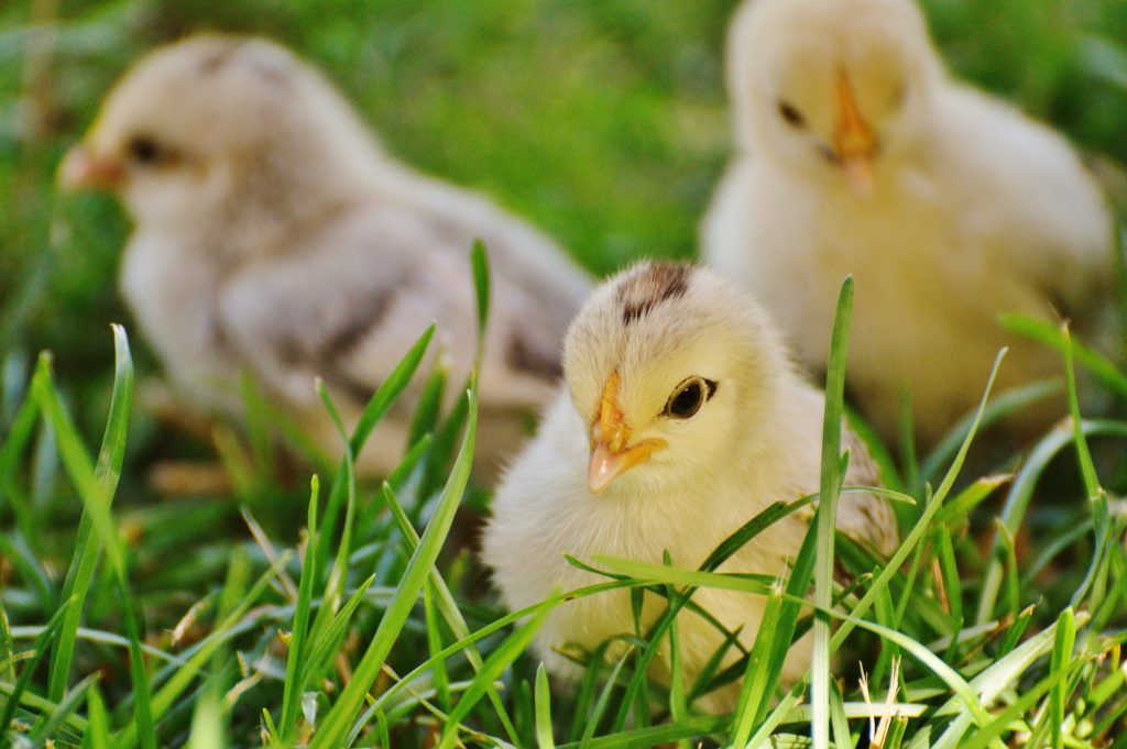 Baby chicks on grass