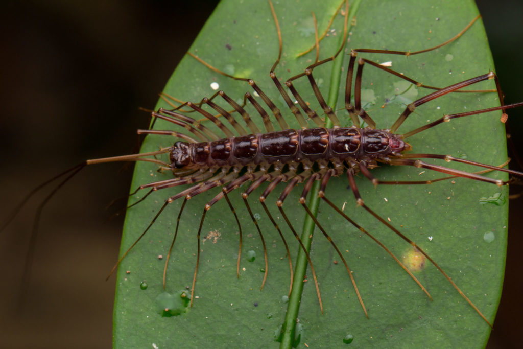 Centipede on a leaf