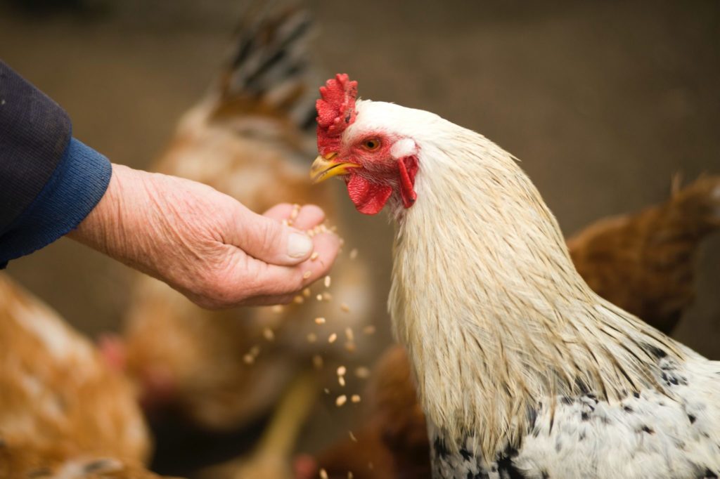 feeding chickens