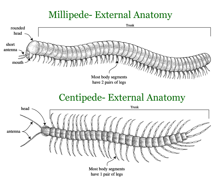 Illustration that compares a millipede and centipede