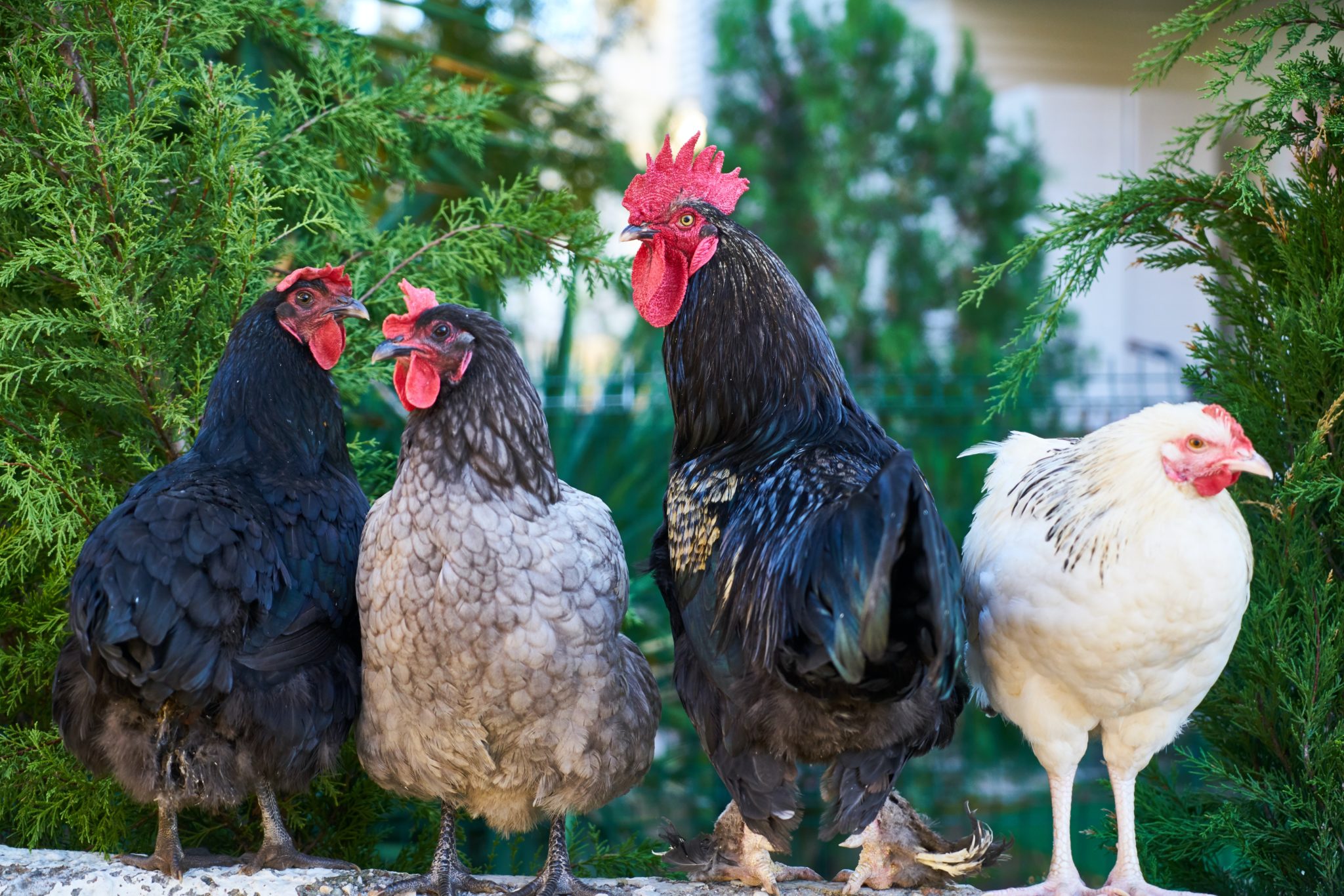 Cost of Raising Chickens for Eggs: Store Bought vs. Owning Chickens » The  Money Pit