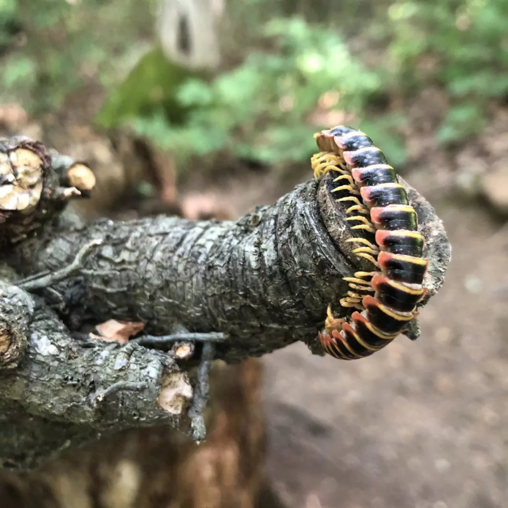 Millipede on a tree branch