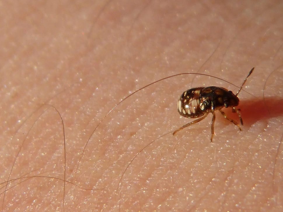 Bed bug on skin