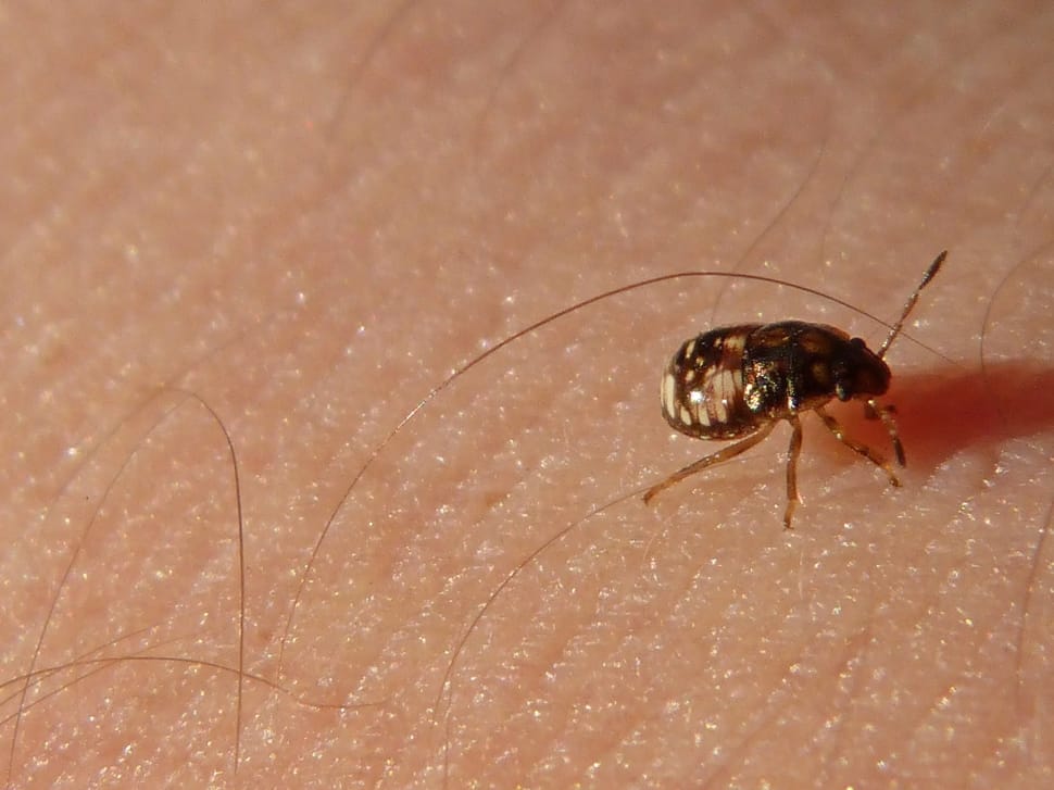 Bed bug on skin