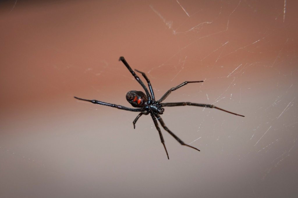 Black widow spider on web