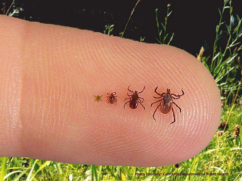 4 ticks on a finger