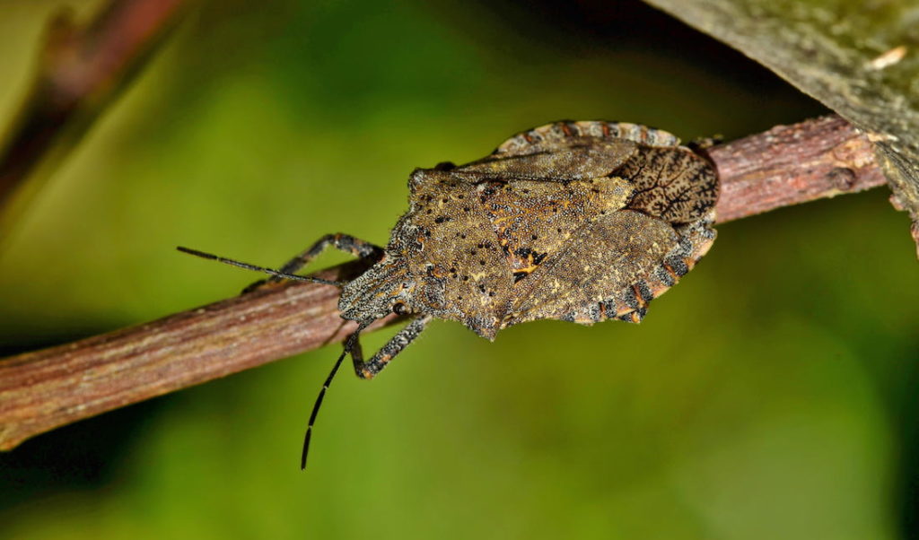 Kissing bug on a branch