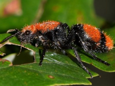 Cow killer wasp on a leaf