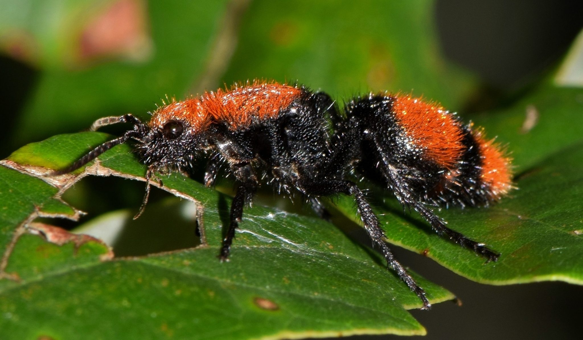 Cow killer wasp on a leaf