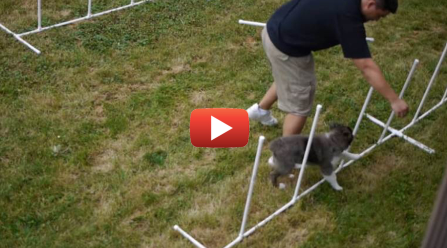 DIY Dog Agility Course