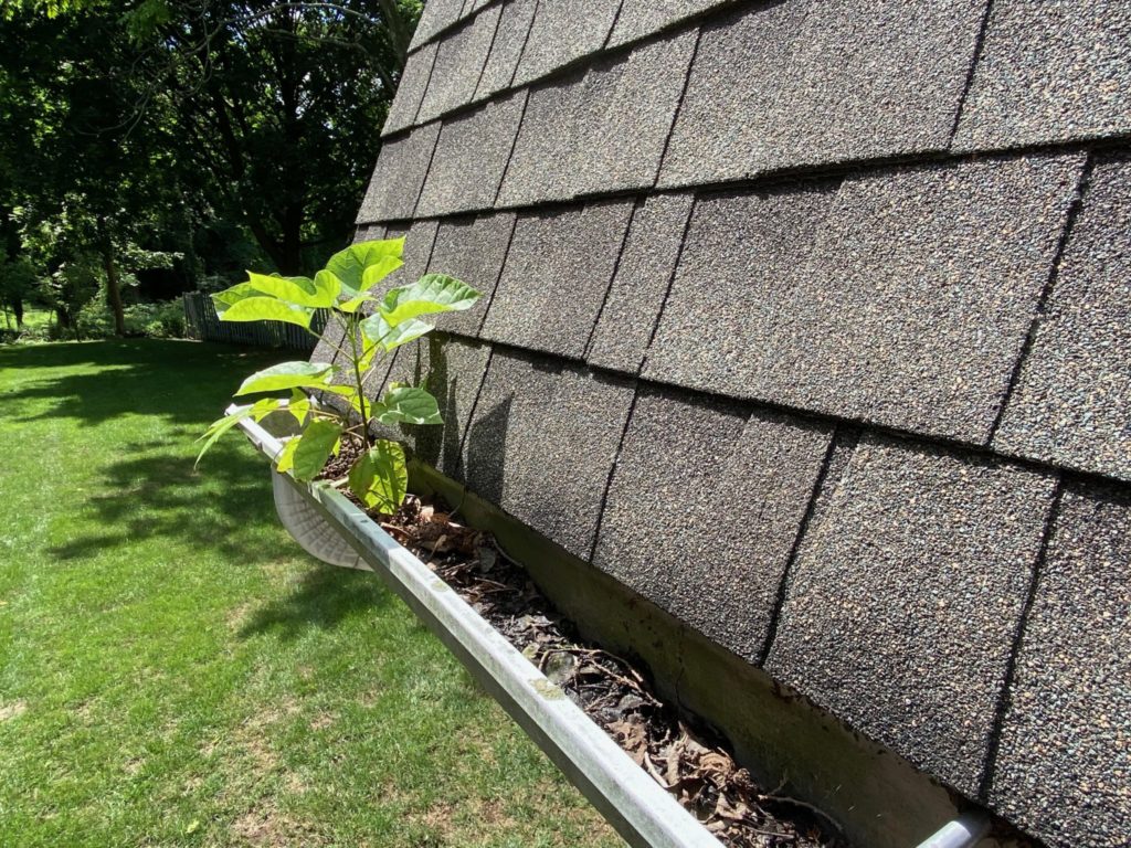 Gutter clogged with tree growing from the leaves