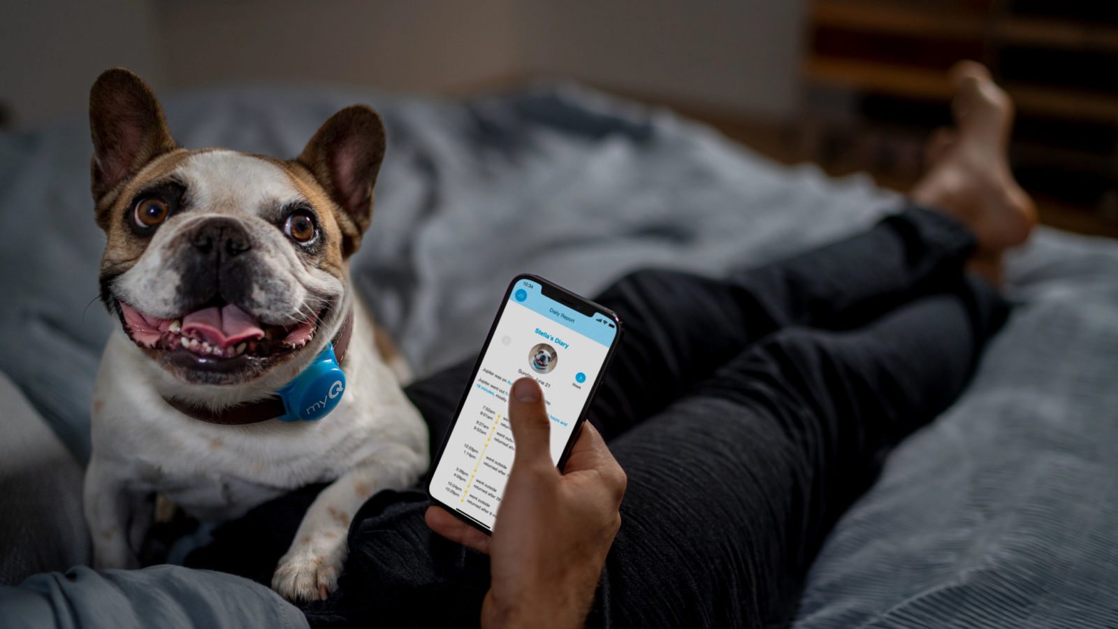 Dog on man's lap in bedroom with iPhone