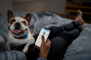 Dog on man's lap in bedroom with iPhone