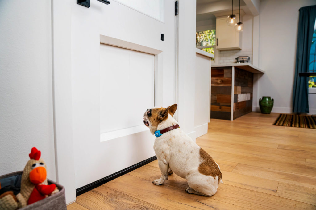 Dog waiting for MyQ Pet Portal to Open