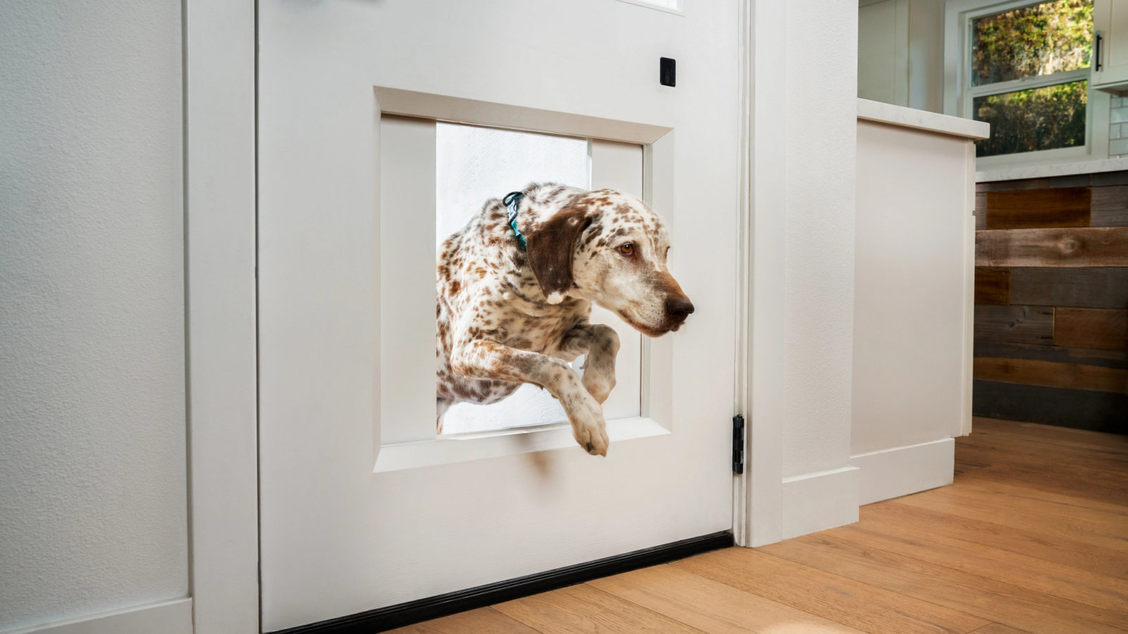 Dog jumping through the MyQ Pet Portal pet door.
