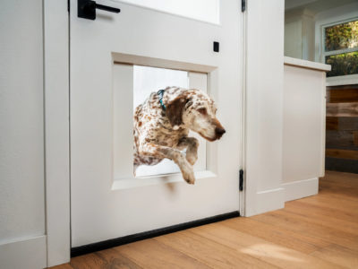 Dog jumping through the MyQ Pet Portal pet door.
