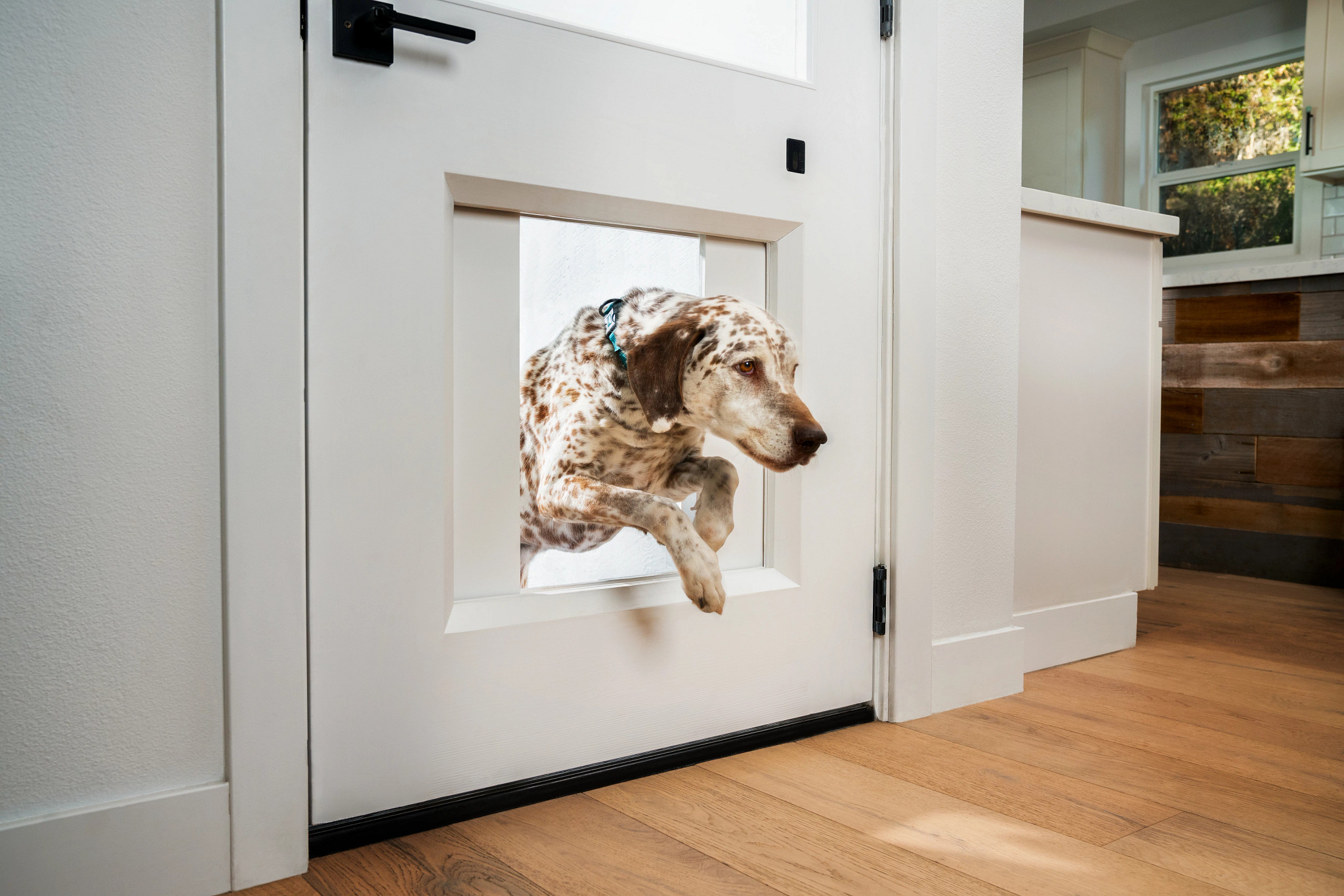 Dog jumping through the MyQ Pet Portal pet door.