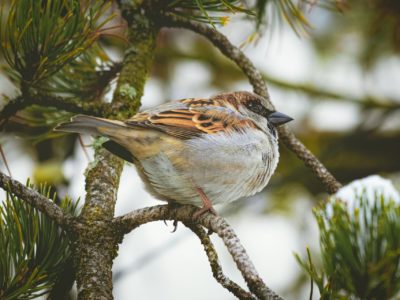 Bird on branch in winter