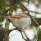 Bird on branch in winter