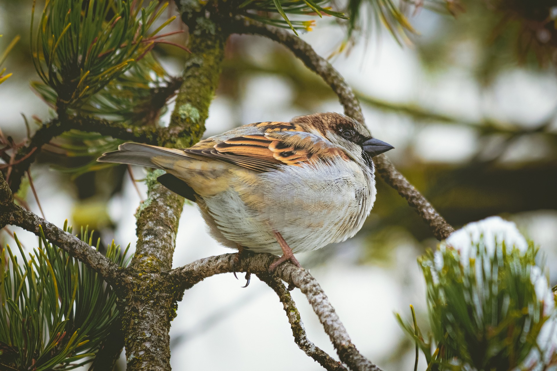 Bird on branch in winter