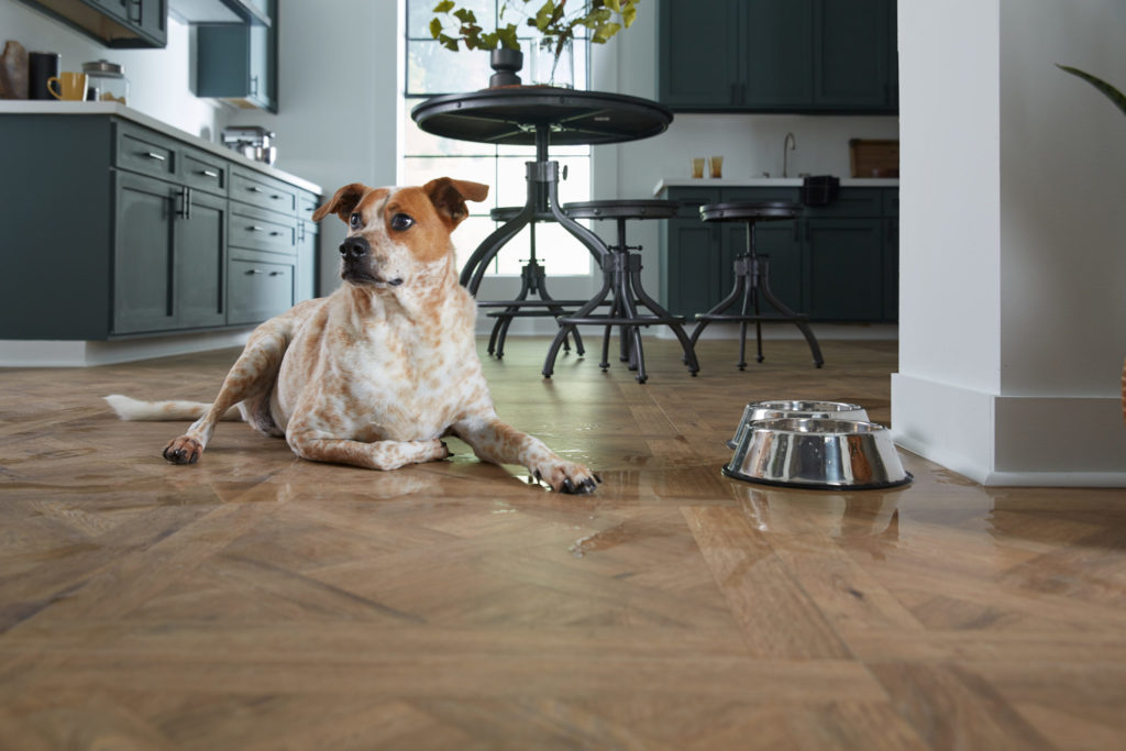 Dog on LL Flooring AquaSeal Draper Parquet 24 Hour Water-Resistant Laminate
