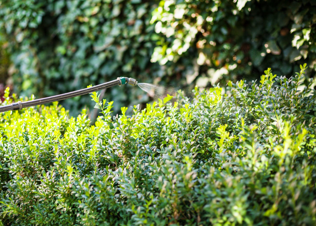 Boxwood being treated for pest control