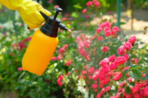 Spraying organic pest control