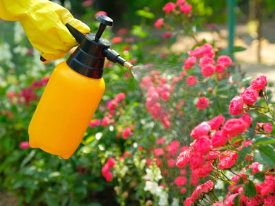 Spraying organic pest control
