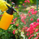 Spraying organic pest control