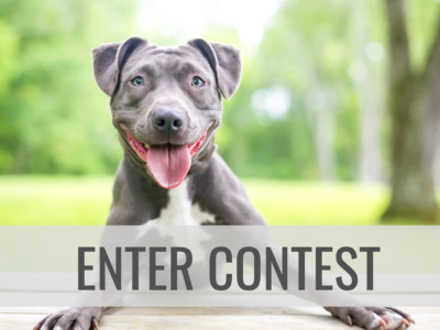 Enter the Post a Picture of Your Pet Contest