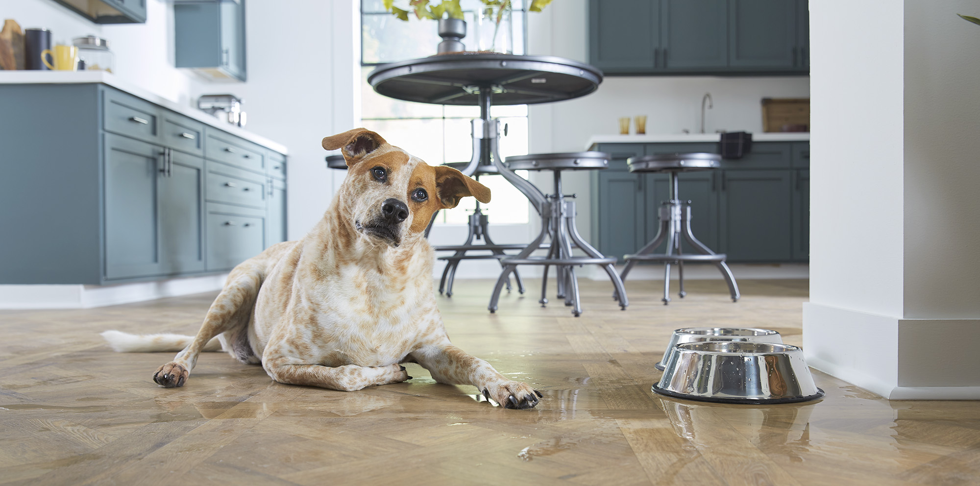Enter The Money Pit's Flood Proof Pet Sweepstakes and win a $1,000 gift card for LL Flooring and more!