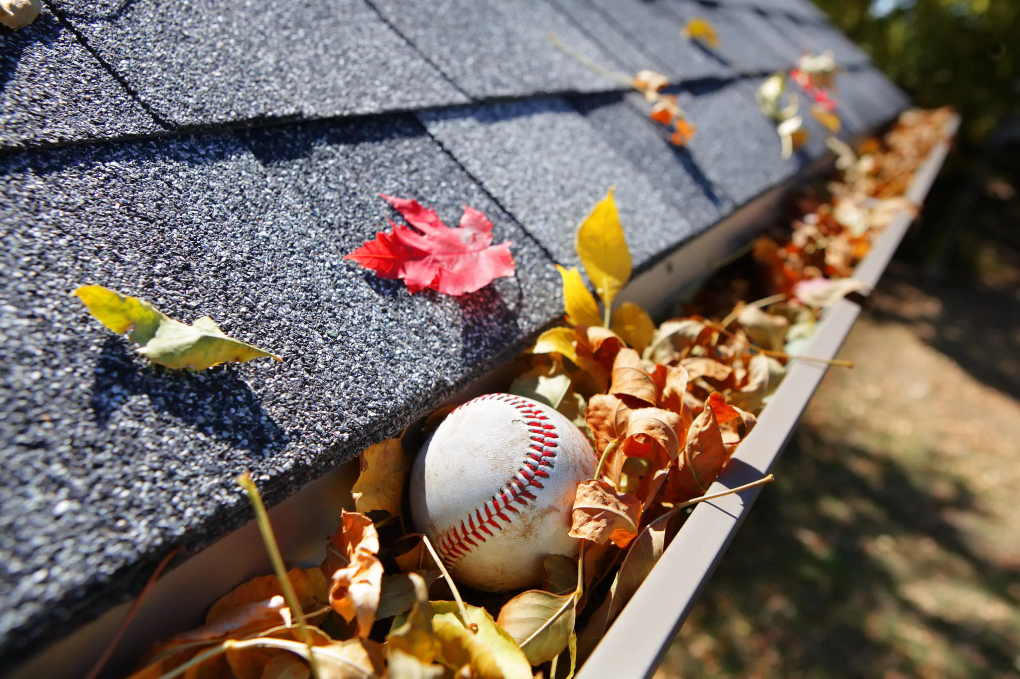 Gutter full of autumn leaves with a baseball