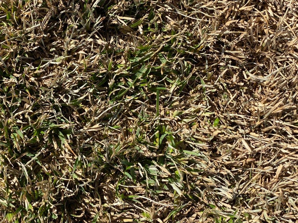 Saint Augustine Grass needing lawn repair