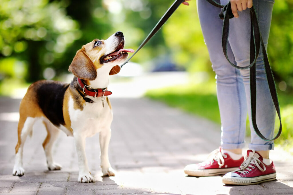 Dog on a sidewalk