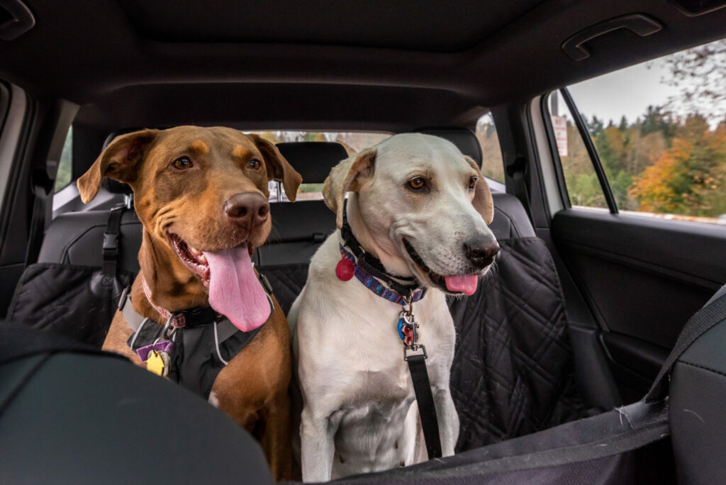 Two dogs inside a parked car