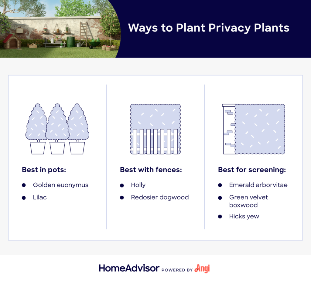 Ways to plant privacy plants and create natural fences