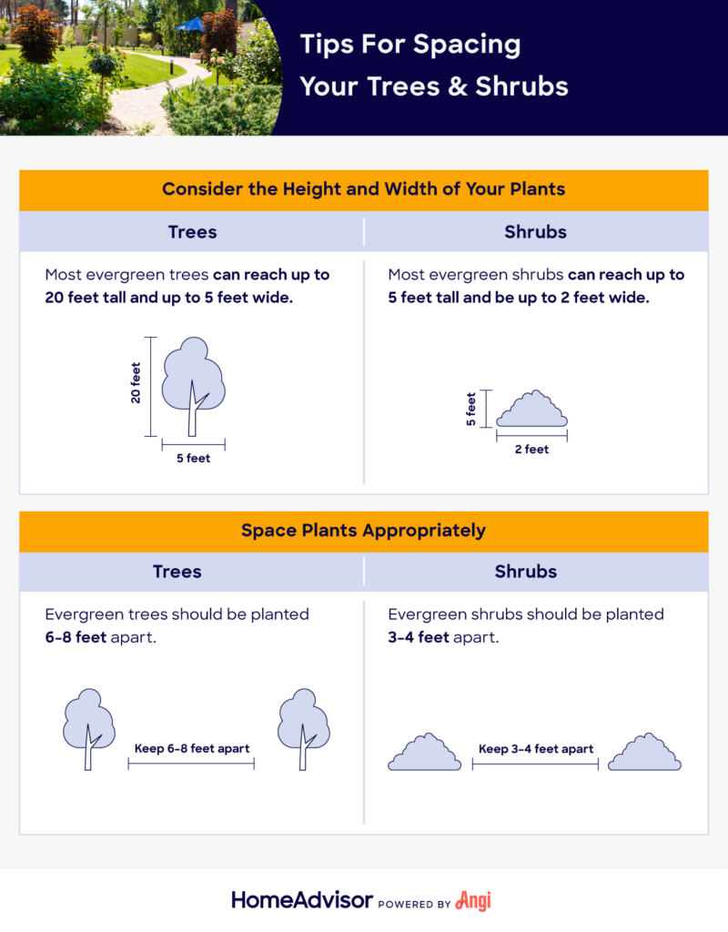 Spacing tips for trees and shrubs